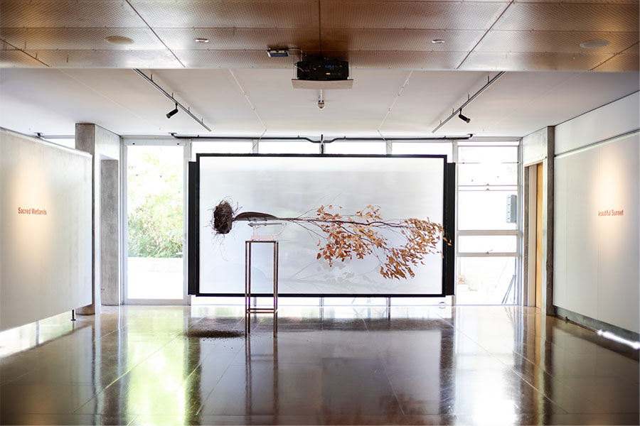 A photo of the installation at UWA Cullity Gallery. In the center of the room is an uprooted plant with dried up leaves, placed on a scale. The scale is placed alop a tall pedestal. The image of this work is assemetric in form. Framing this is a white screen in a black frame, with a video work projected onto it. The projection is faint due to how lit the room is. On the outer walls are the words 'Sacred Wetlands' (left) and 'Beautiful Sunset' (right) set in a bold red letters.