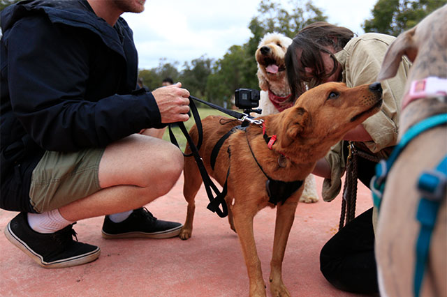 A medium-sized tan-coloured dog is looking away from the camera, appearing to be sniffing towards the top right. They are connected to a lead being held by a person in a black jumper and army green shorts, and have a small action camera strapped to their back. A person in a khaki shirt is leaning towards the dog. There are two other dogs just slightly in view in front and behind the dog.