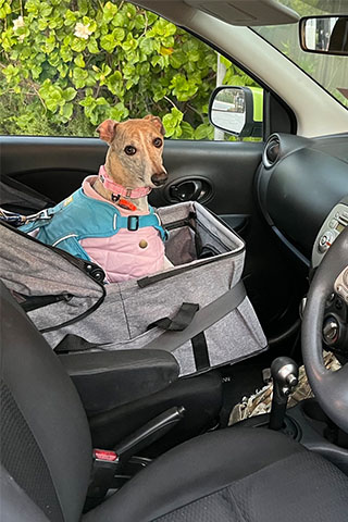 A small-sized cream-coloured dog with a narrow head looks toward the camera while sitting in a grey dog carrier that is strapped into the front passenger seat of a car. The dog is wearing a pink collar and blue and pink harness.